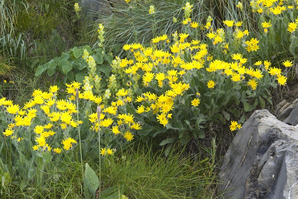 Hieracium villosum / Sparviere villoso